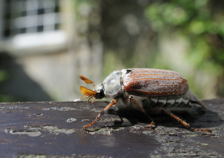 Cockchafer beetle 