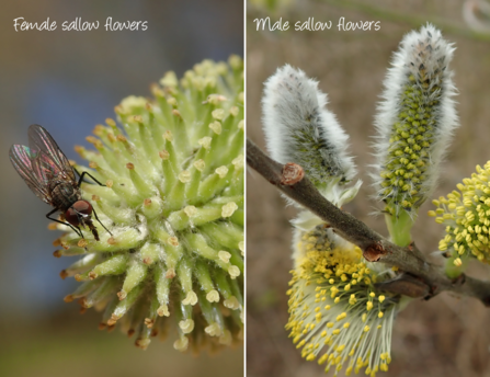 Male and female sallow flowers