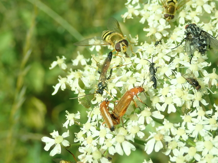 Insects on hogweed
