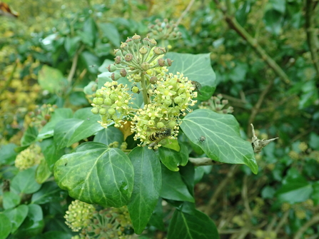 Insects feeding on ivy flowers