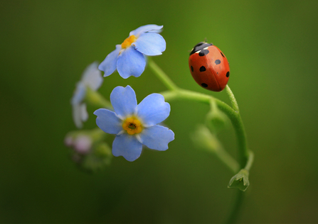 Ladybird by Jon Hawkins/Surrey Hills Photography