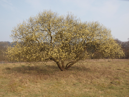 Sallow tree