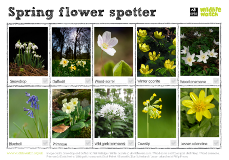 Spring flower spotter sheet