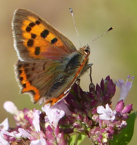 Small copper