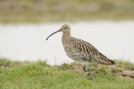 Curlew by Terry Whittaker/2020Vision