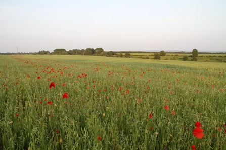 Poppy field at Wells Farm by Colin Williams