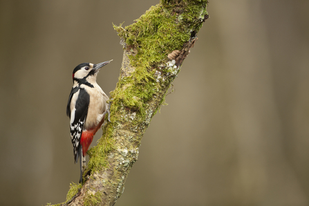 Woodpecker by Mark Hamblin/2020Vision