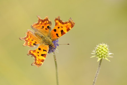 Comma butterfly by Amy Lewis