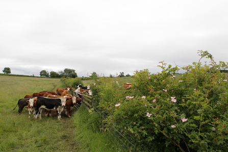 Farm by Ric Mellis