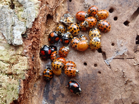 Harlequin ladybirds