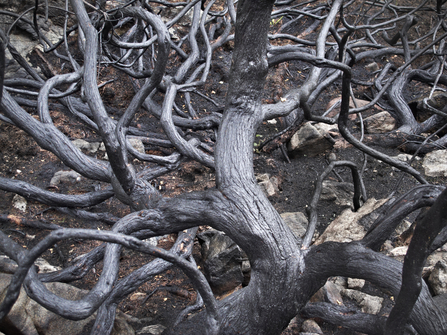 Burnt vegetation by Joe Cornish/2020Vision