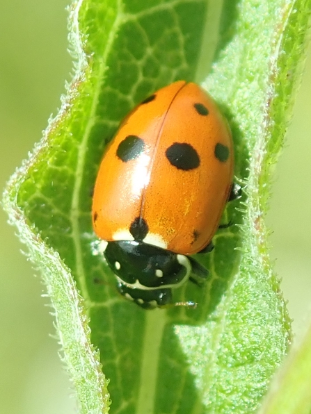 Adonis ladybird