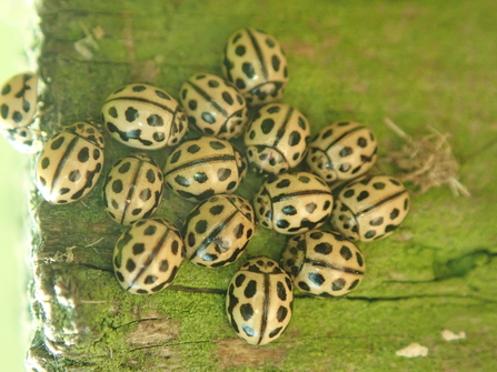 16-spot ladybirds
