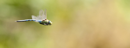 Emperor dragonfly 