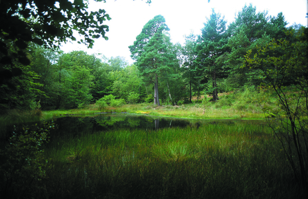 Sole Common Pond