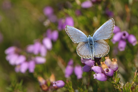 Silver-studded blue by Chris Gomersall/2020Vision