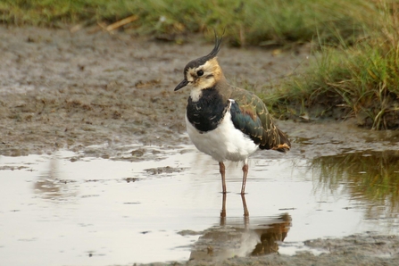 Lapwing - Credit David Longshaw