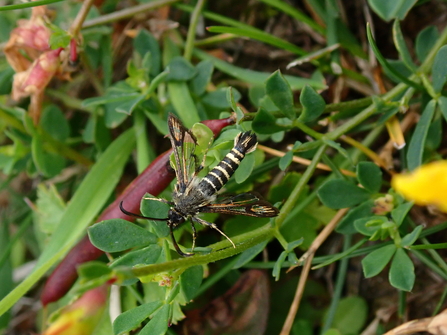 Six-belted clearwing moth