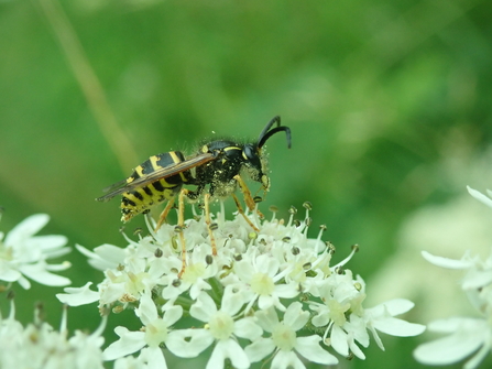 Common wasp