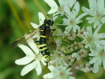 Sawfly