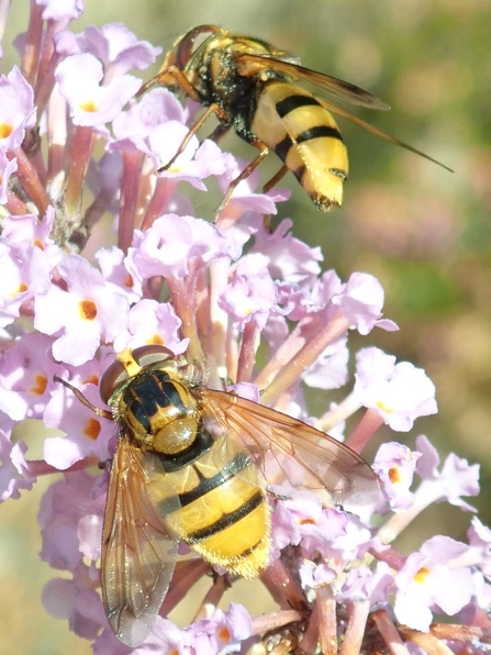 Hornet-mimic hoverflies