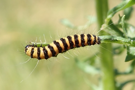 Cinnabar moth caterpillar