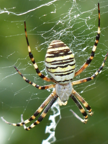 Wasp spider