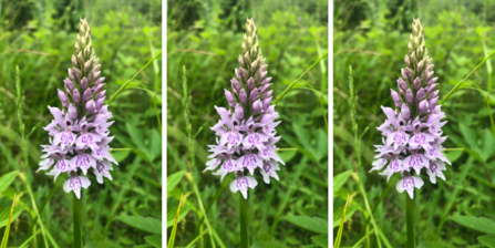 Common spotted orchid