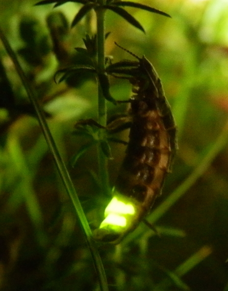 A glow worm at BBOWT's Dancersend nature reserve near Aylesbury. Picture: Mick Jones