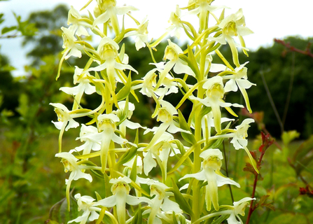A greater butterfly orchid at BBOWT's Dancersend nature reserve near Aylesbury. Picture: Mick Jones