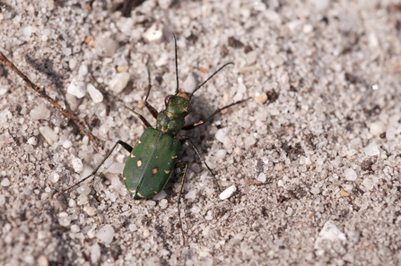 Green tiger beetle