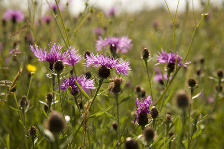 Black knapweed by Andy Fairbairn