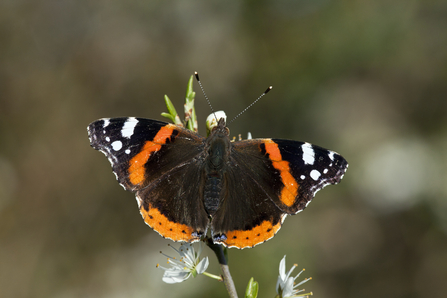 Red admiral