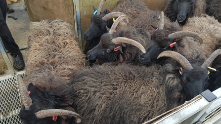 Hebridean sheep