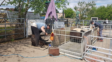 Sheep being sheared