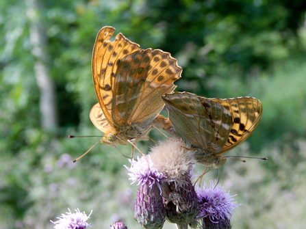 Silver-washed fritillary butterflies at BBOWT's Dancersend nature reserve near Aylesbury. Picture: Mick Jones