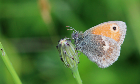 Small heath