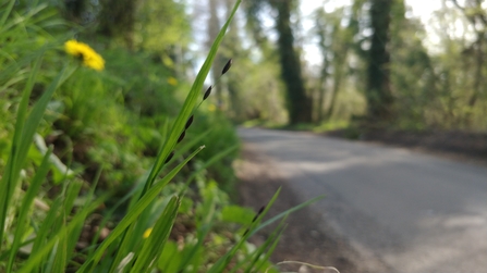 Wood melick growing on a roadside verge in West Berkshire. Picture: Simon Claybourn