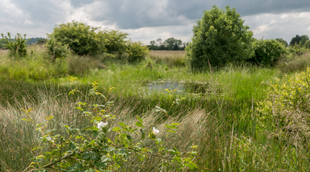 An overgrown pond at Ludgershall Meadows. Picture: Andrew Marshall/ Go Wild Landscapes