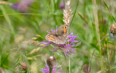 A meadow bown butterfly at Ludgershall Meadows. Picture: Andrew Marshall/ Go Wild Landscapes