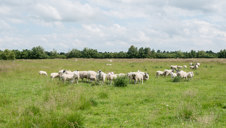 Sheep grazing at Ludgershall Meadows. Picture: Andrew Marshall/ Go Wild Landscapes