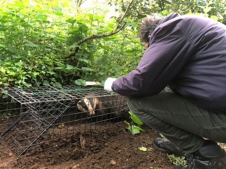 Chris Tufnell of Coach House Vets vaccinating a badger at a BBOWT reserve. Picture: Julia Lofthouse