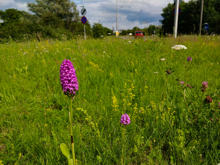 Pyramidal orchids on the A340/A4 roundabout in West Berkshire. Picture: Simon Claybourn