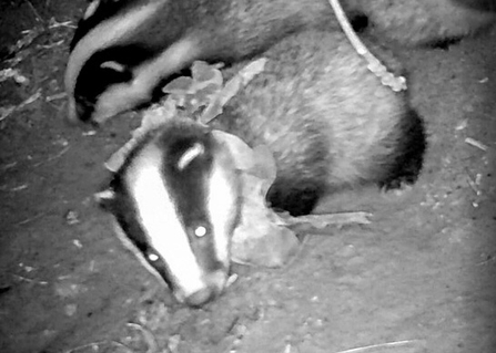 'Ruff' the badger cub pictured at the entrance to his sett at a BBOWT nature reserve in April 2021, with the collar of plastic waste stuck around his neck.