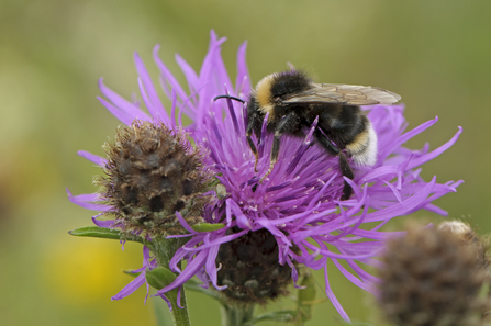 Bee on knapweed