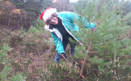 A person cutting down a Christmas tree