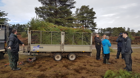 A trailer load of Christmas trees is transported
