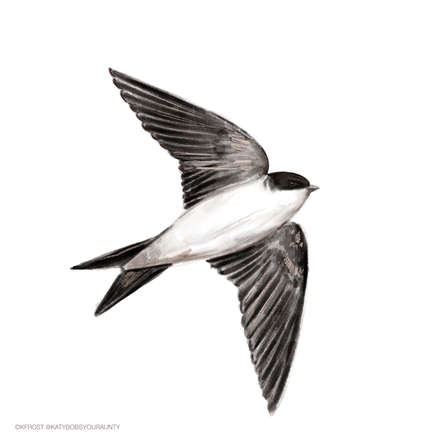 House martin