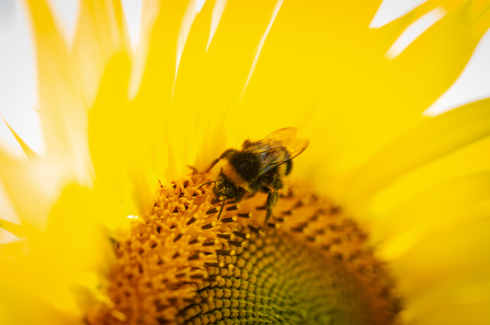 A bumble bee forages on a sunflower at Vine House Farm in Lincolnshire. Picture: Matthew Roberts