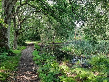 Path through trees